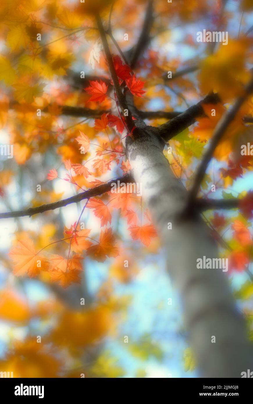 Dreamy and misty tree in Autumn with fall  red and golden leaves slectrive focus blur Stock Photo