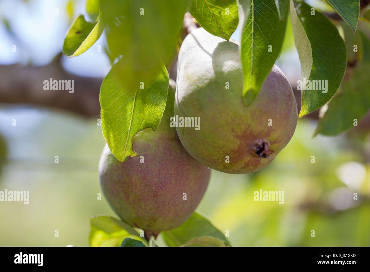 Fresh Pear Variety , Doyenné du Comice pears growing on a sunlit tree Stock Photo