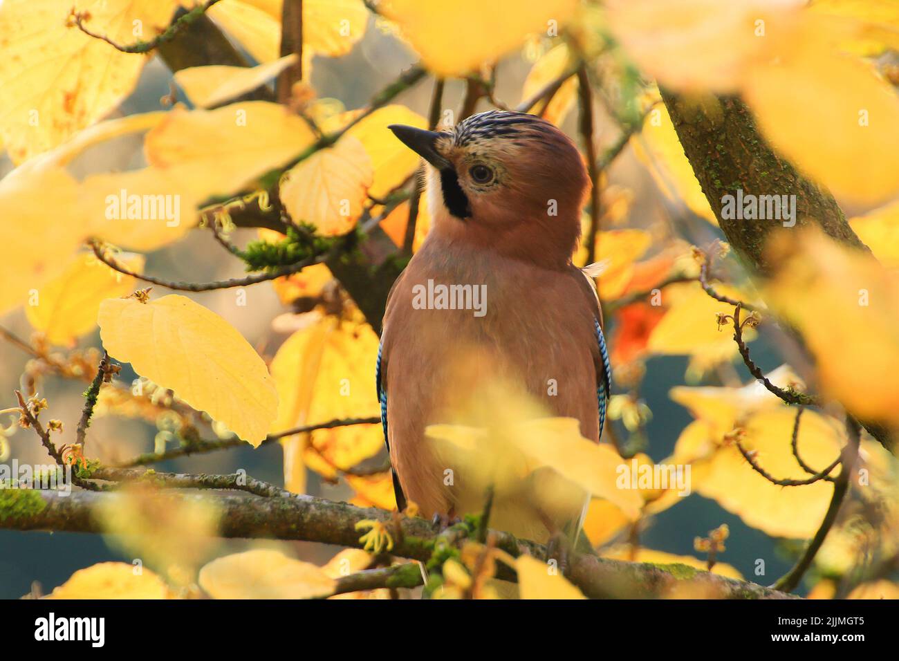 A shot of a Garrulus glandarius in autumn colors Stock Photo