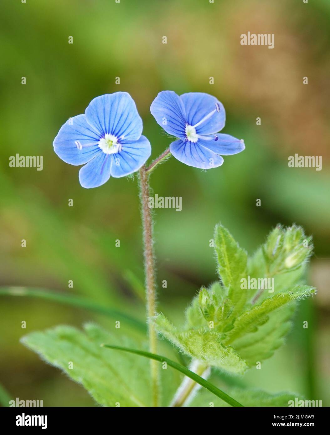 Flowers with the name Geranium or Veronica close-up beautiful and delicate Stock Photo