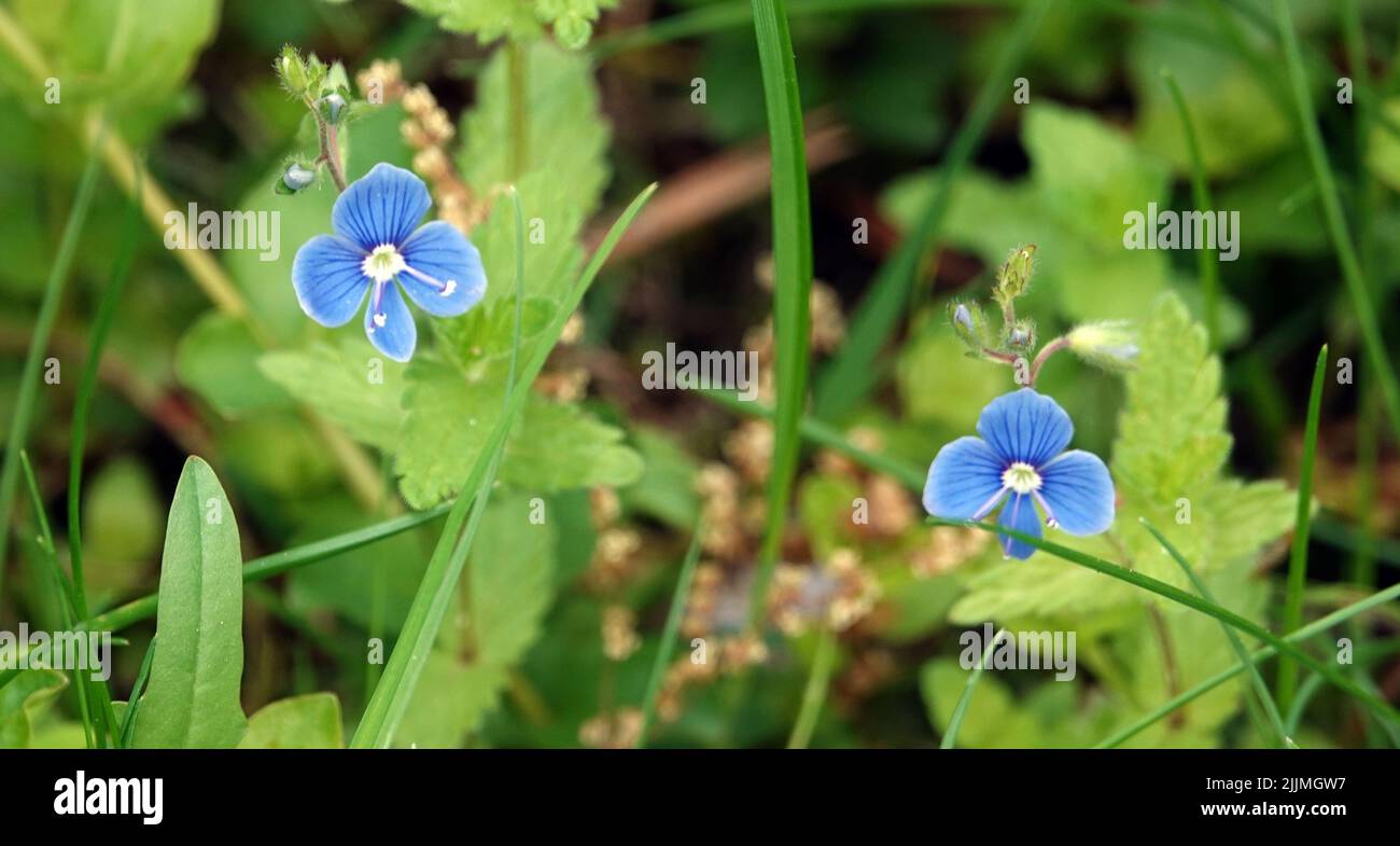 Flowers with the name Geranium or Veronica close-up beautiful and delicate Stock Photo
