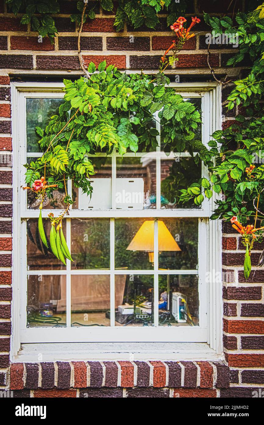 Bright orange flowering Trumpet Vine hangs over distressed painted wooden window in red variegated brick house with desk and office with laptop and el Stock Photo
