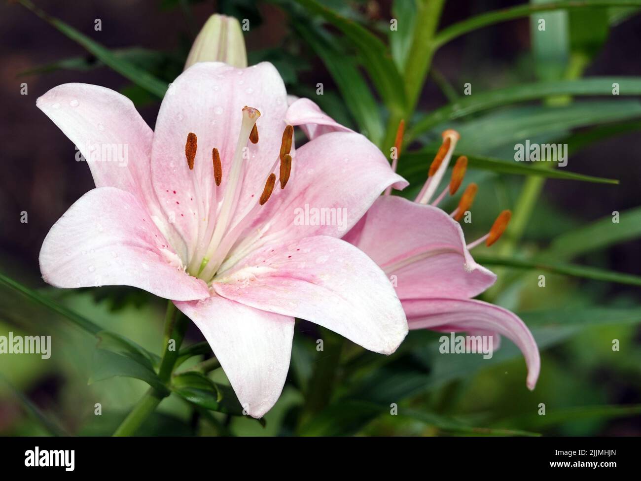 Lily flower of different colors Stock Photo Alamy