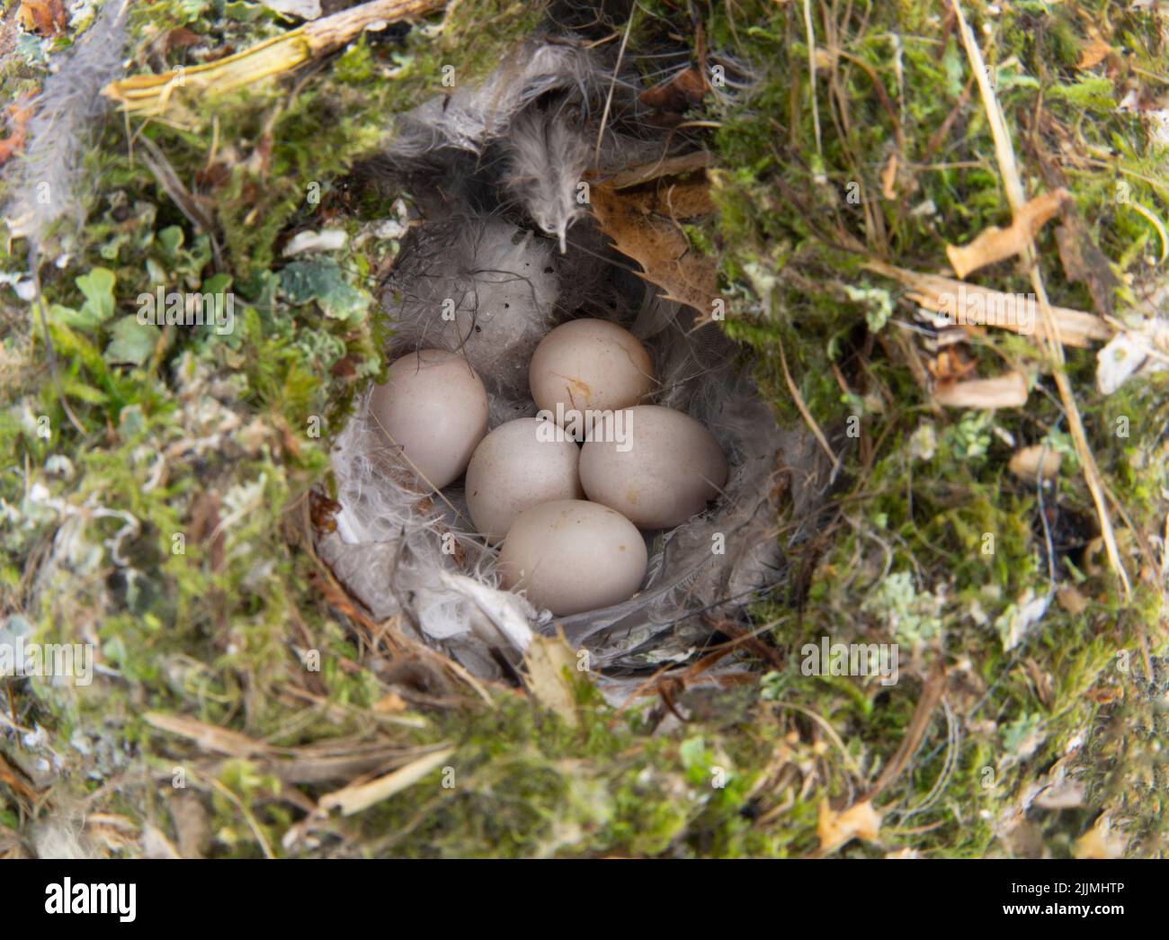 Nest and eggs of Long-tailed Tit, Aegithalos caudatus, United Kingdom, British Isles Stock Photo