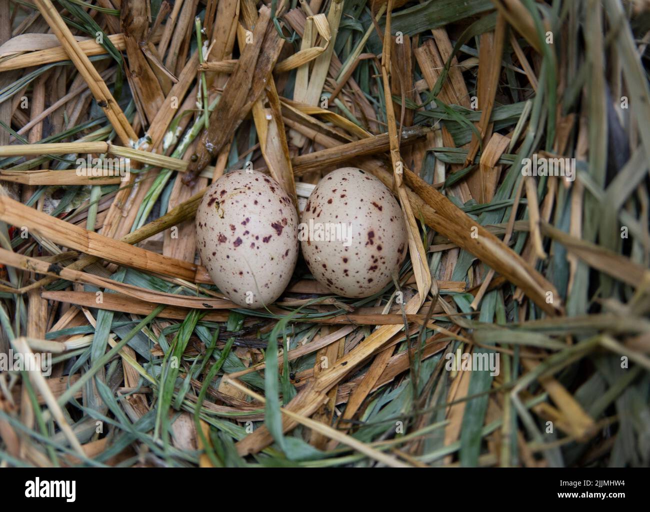Nest and eggs of Moorhen, also known as Common Moorhen, Gallinula chloropus, Brent Reservoir, London, United Kingdom, British Isles Stock Photo
