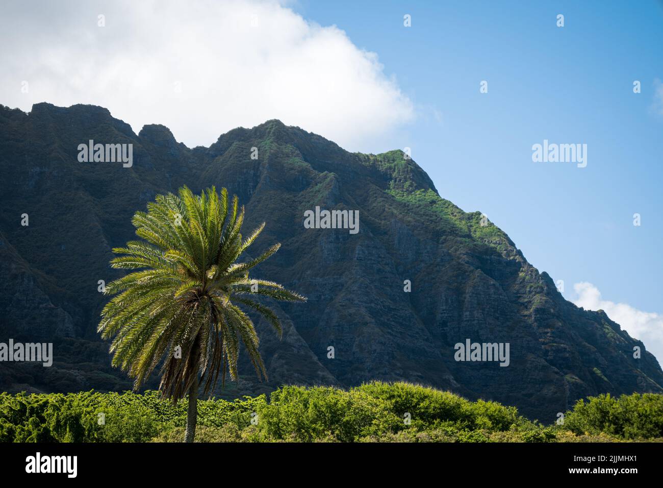 A Palm tree and a huge mountain in Ahupua'a 'O Kahana State Park Oahu
