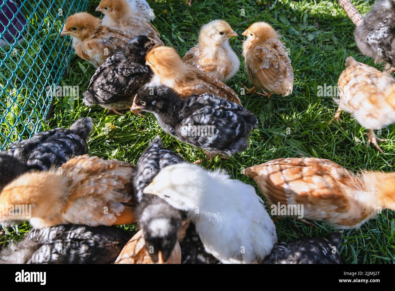 Countryside in Poland, Mazowsze region, free range chickens on a farmyard Stock Photo