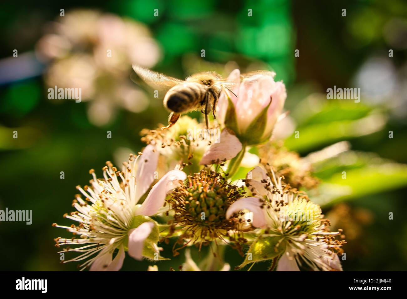Honey bee collecting nectar on a white blossom of apple tree. Busy insects from nature. From