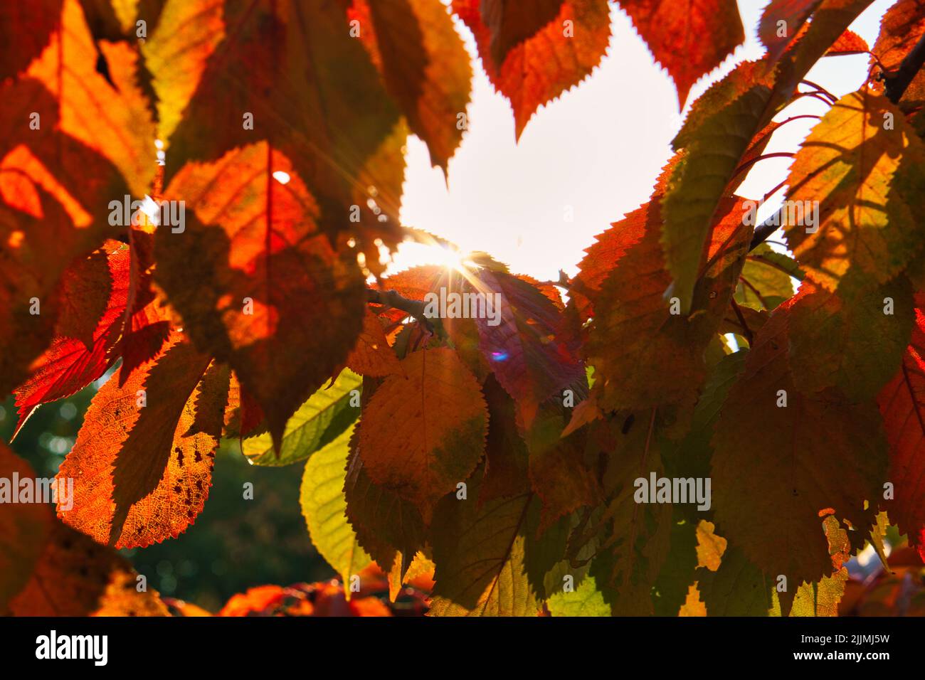 Sun light shine on leaves hi-res stock photography and images - Alamy