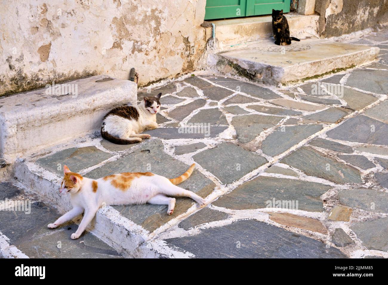 Greece, Cyclades islands, Naxos, cat in the city of Hora (Naxos) Stock Photo