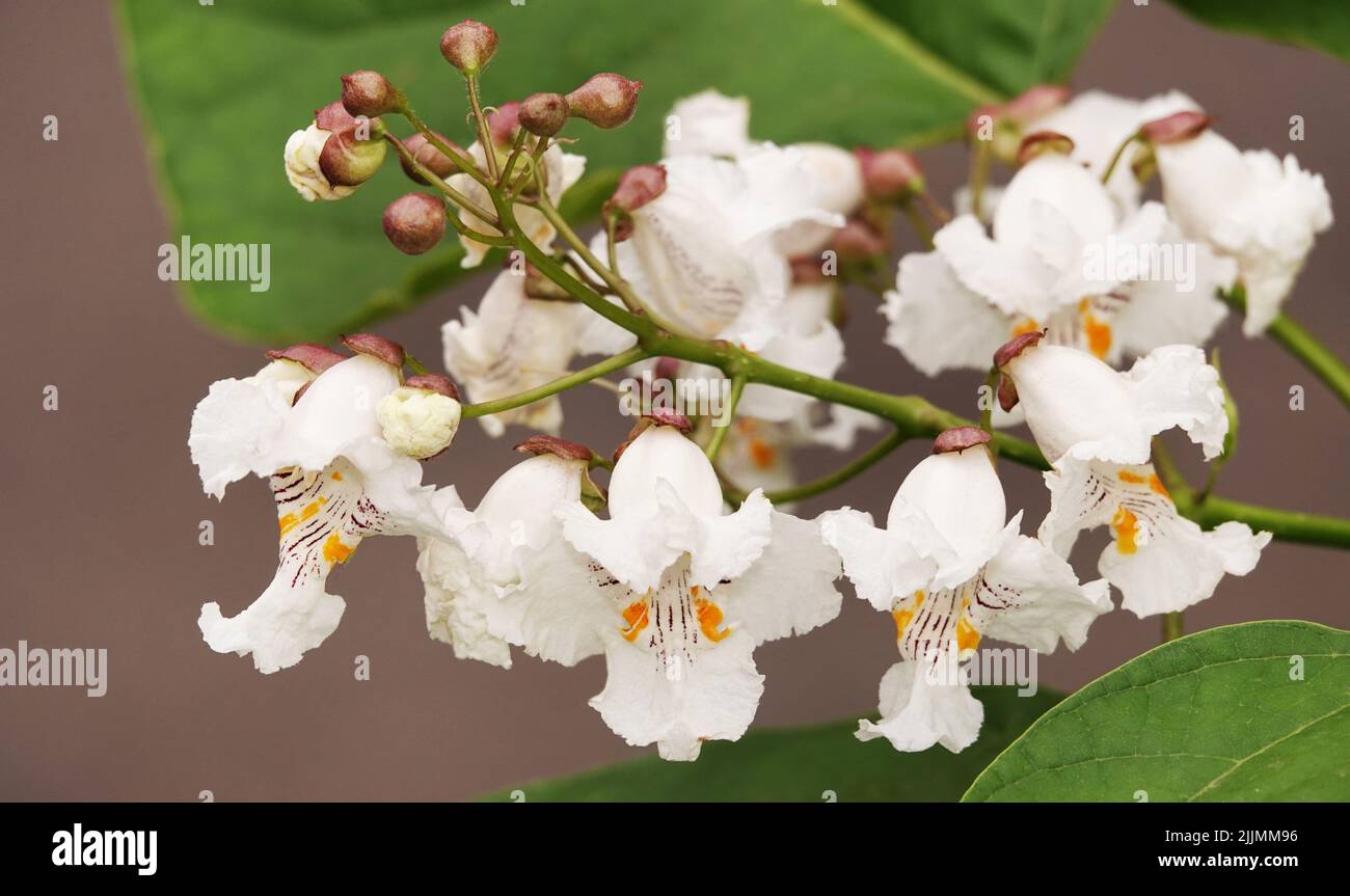 Flowers Catalpa bigon-like, Native American bean tree, Catalpa vulgaris, Catalpa lilac, cigar tree Stock Photo