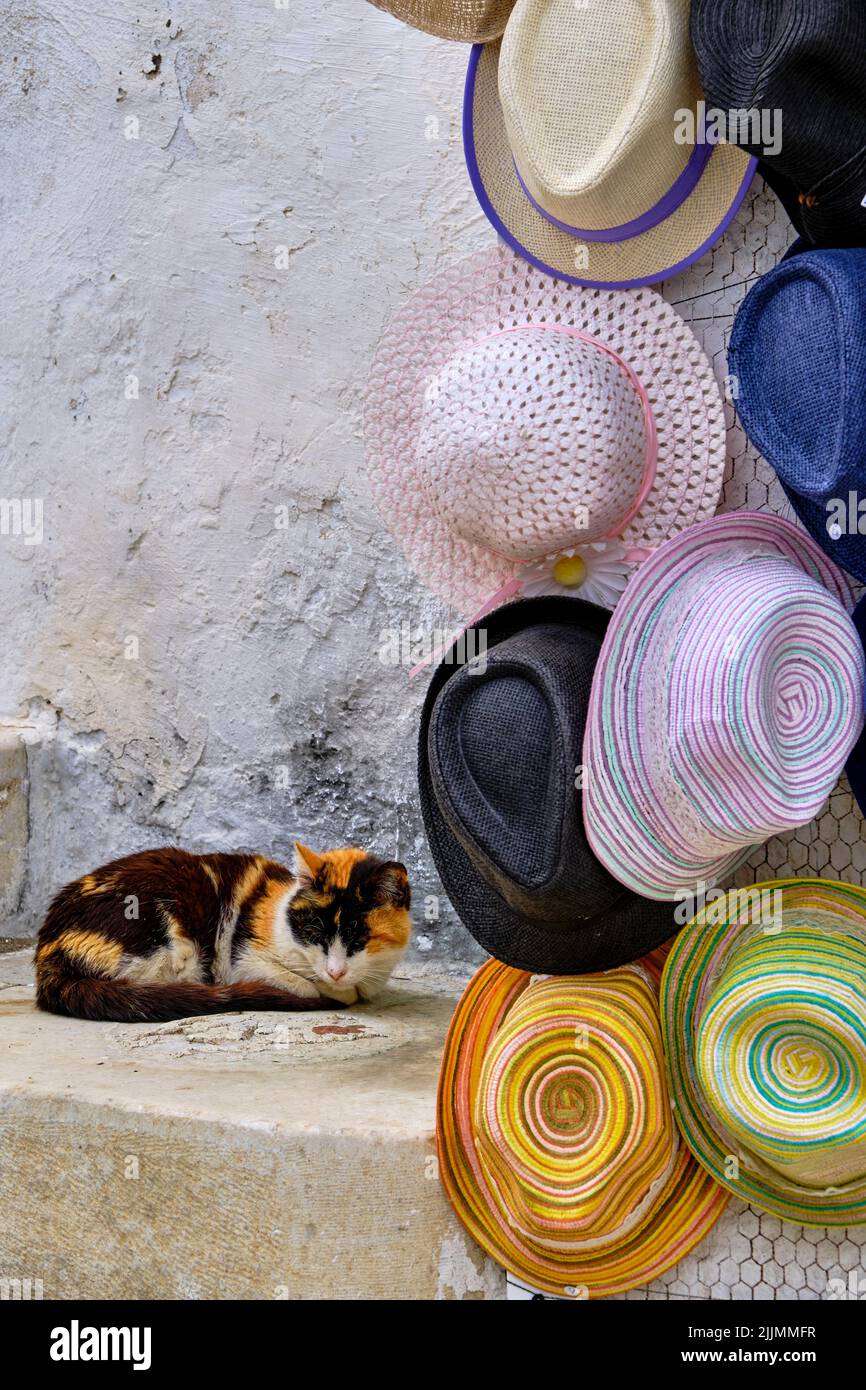 Greece, Cyclades, Paros island, Parikia (Hora), cat in the alleys Stock Photo