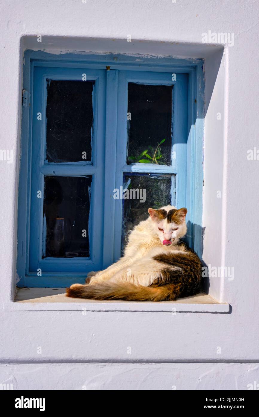 Greece, Cyclades islands, Paros island, cat at the village of Naoussa Stock Photo