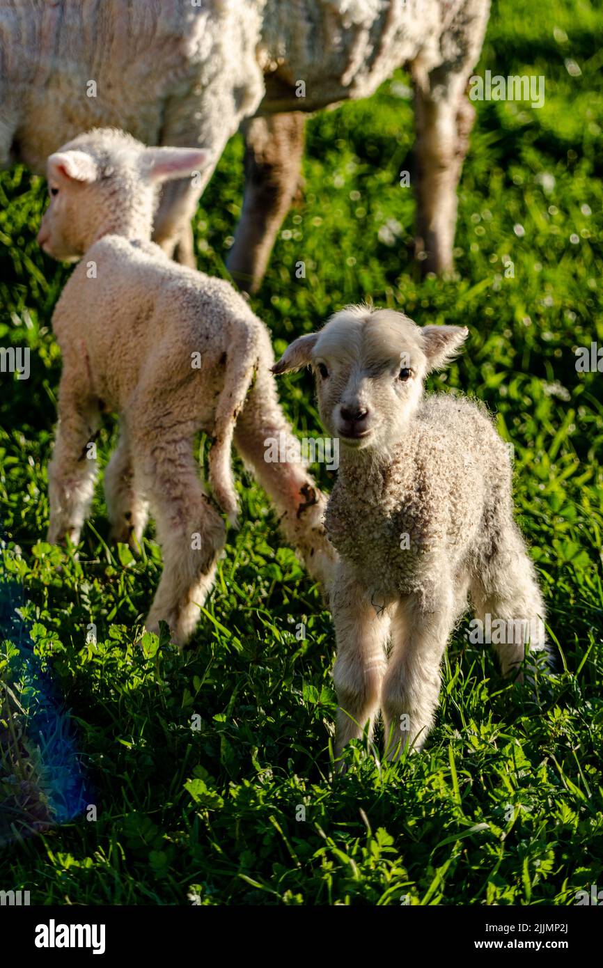 A vertical shot of sheep and lambs on the farm Stock Photo - Alamy
