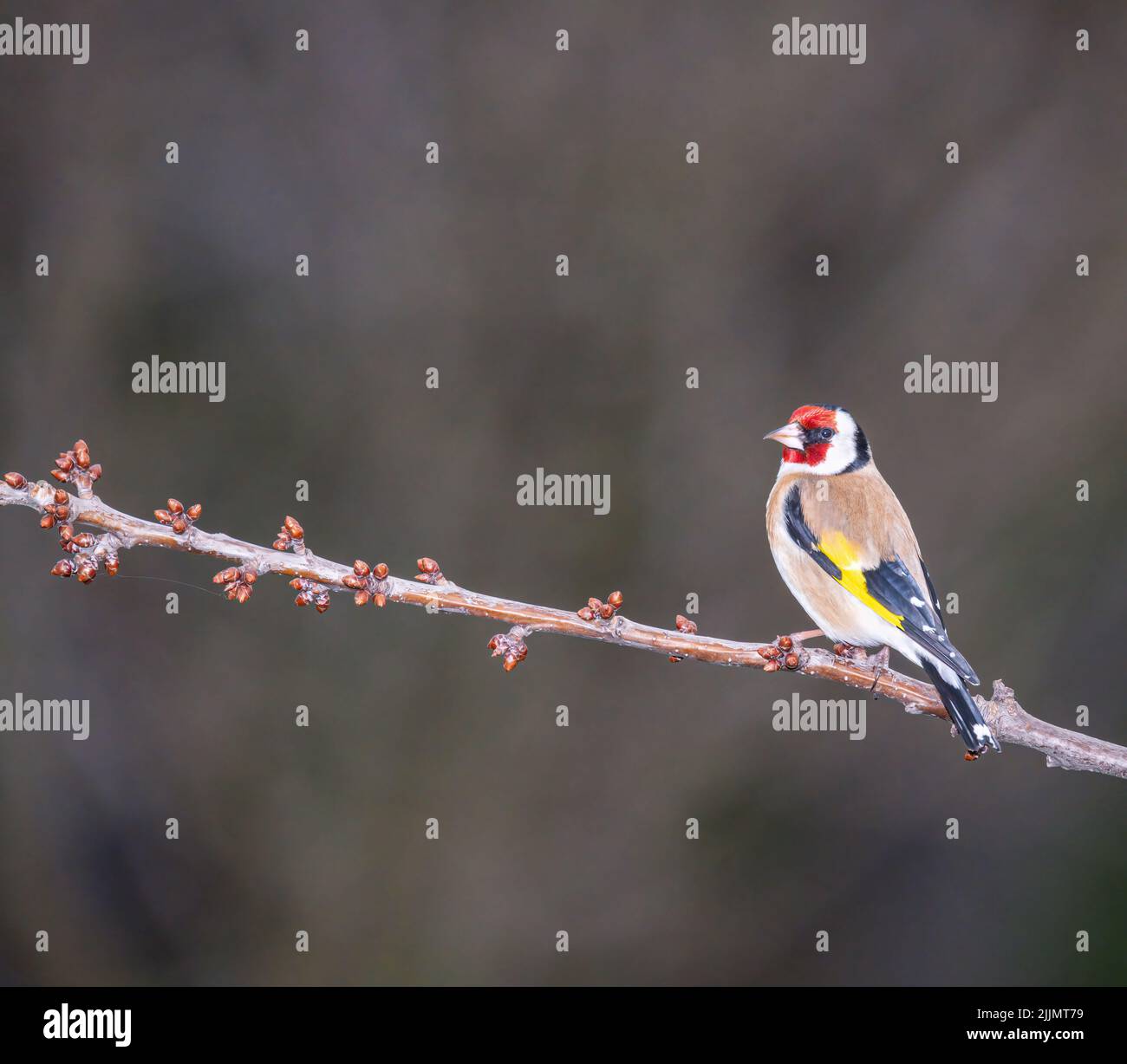 A European goldfinch bird standing on a tree branch isolated on a
