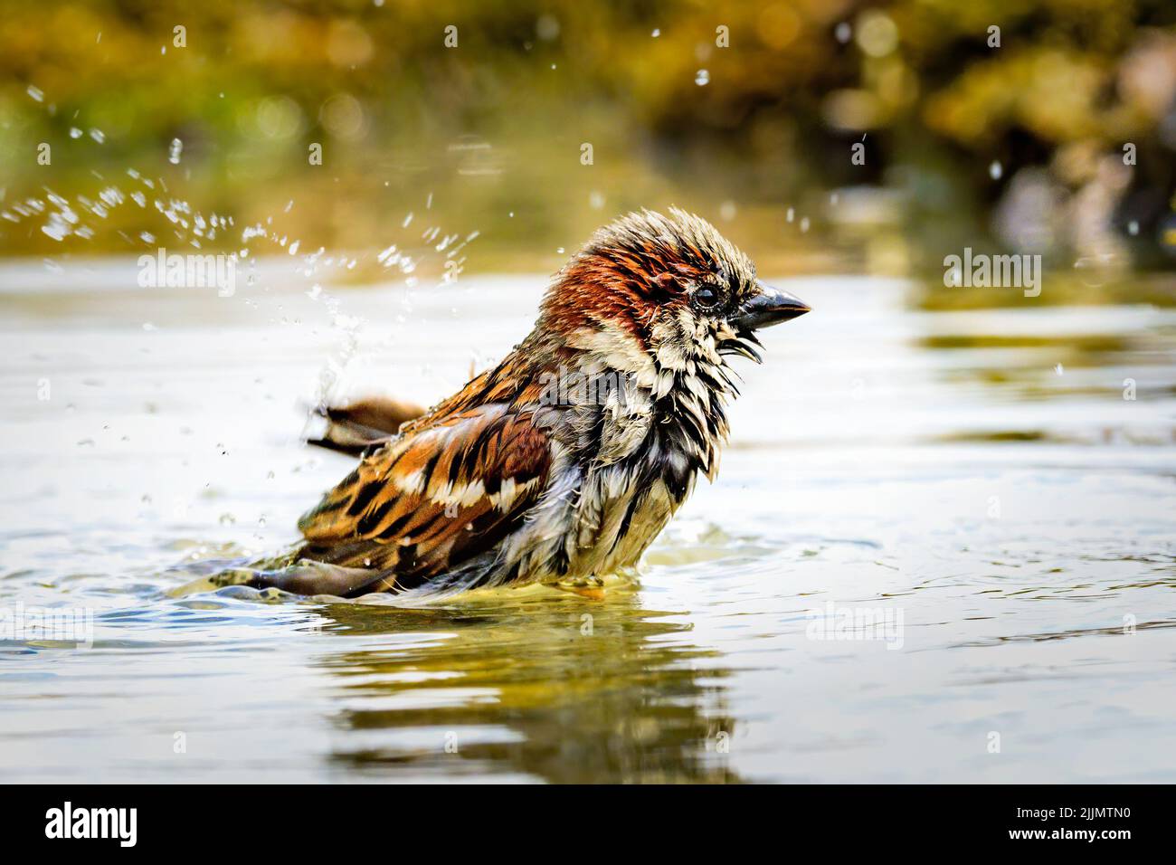 A wet bird standing in the water flapping its wings and splashing water ...