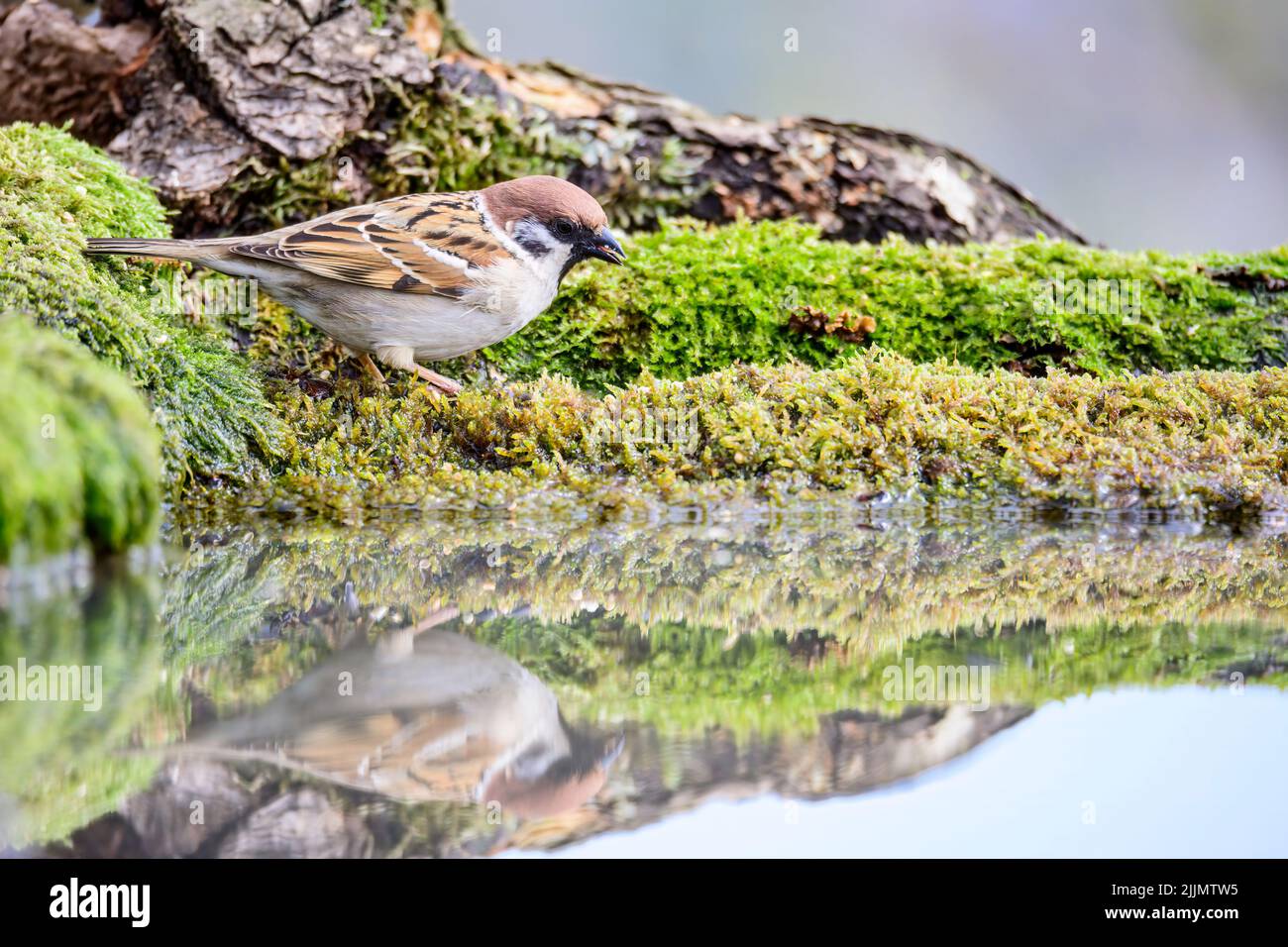 A closeup of a brown bird Eurasian Sparrow standing on edge of a pond and watching water surface Stock Photo