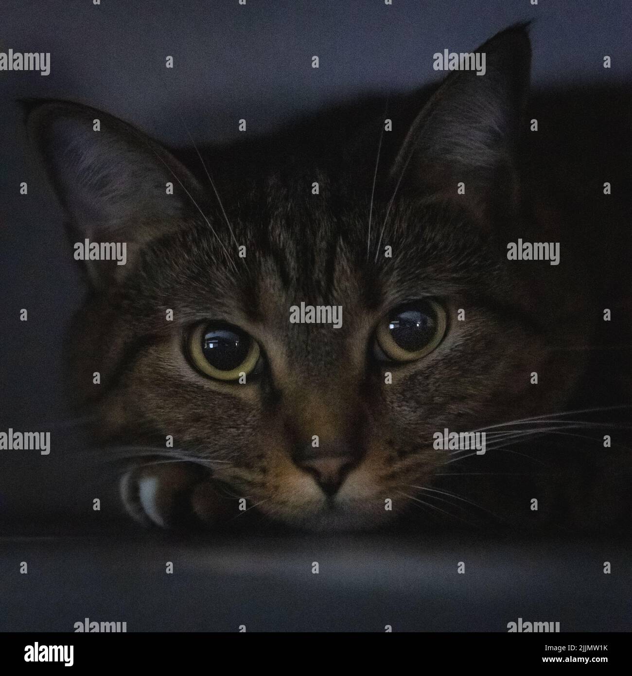 A closeup shot of a Tabby cat face laying looking at the camera Stock Photo