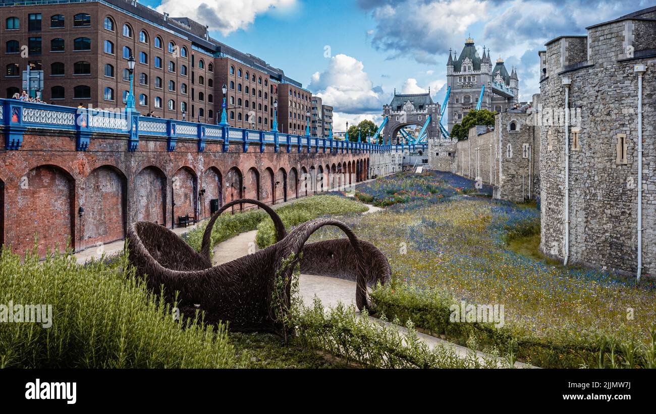 Wild flowers bloom in the grounds of the Tower of London Stock Photo