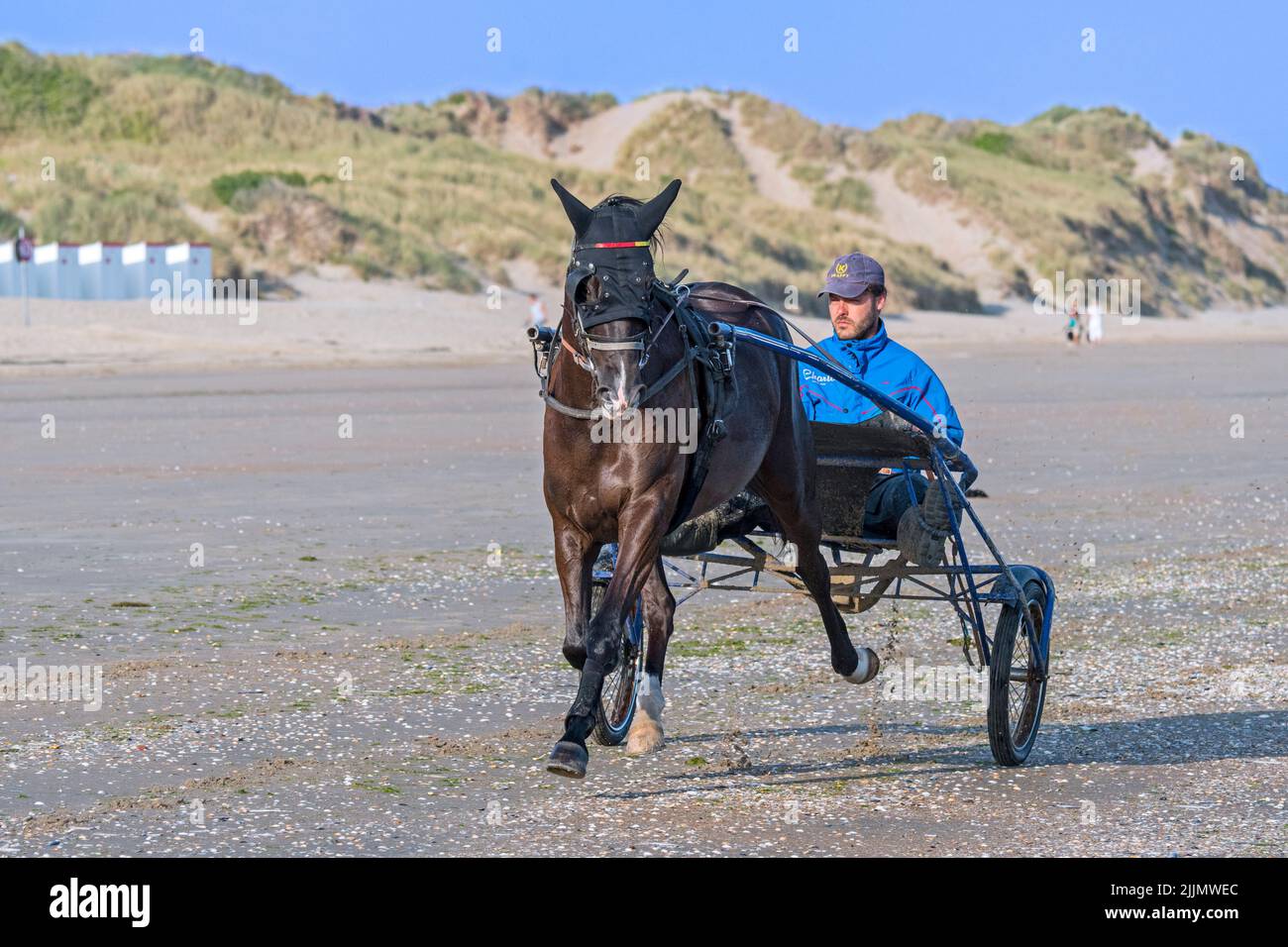 Harness racing horse trotting on the beach, showing driver riding a two-wheeled cart called a sulky Stock Photo