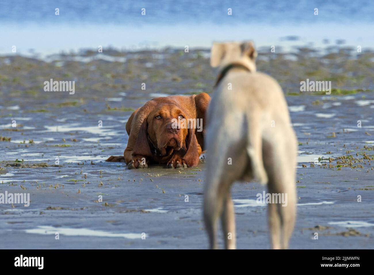 Sighthound meeting strange submissive Vizsla dog lying down on sandy beach along the coast Stock Photo