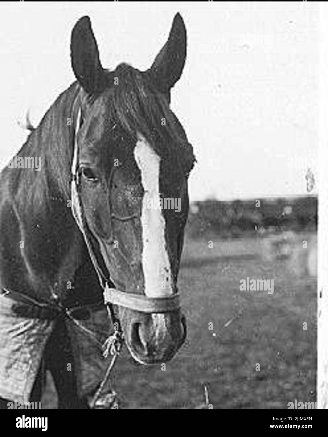 Photo of the tribal horse Titus in the 1930s Stock Photo - Alamy