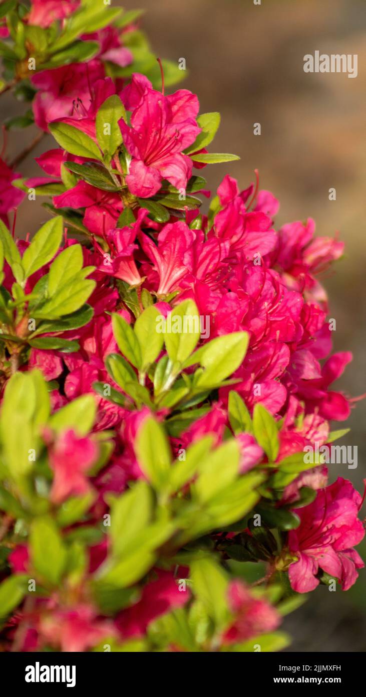 A vertical shot of beautiful pink Japanese Rhododendron flowers in a garden Stock Photo