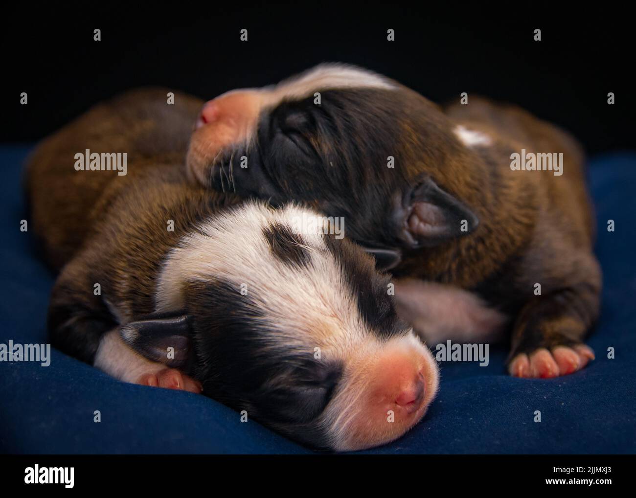 A closeup shot of two American Staffordshire Terrier dogs sleeping on a blue pillow Stock Photo