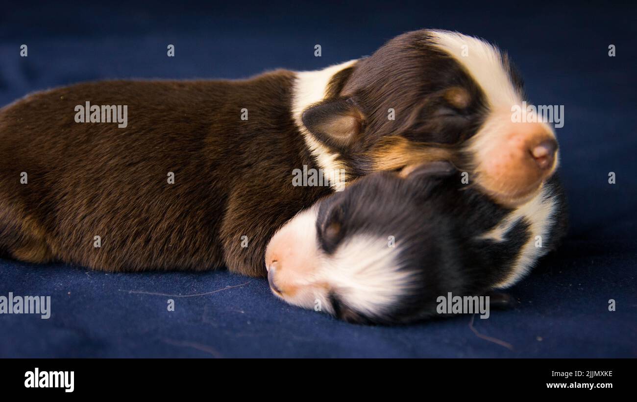 A closeup shot of two American Staffordshire Terrier dogs sleeping on a blue pillow Stock Photo