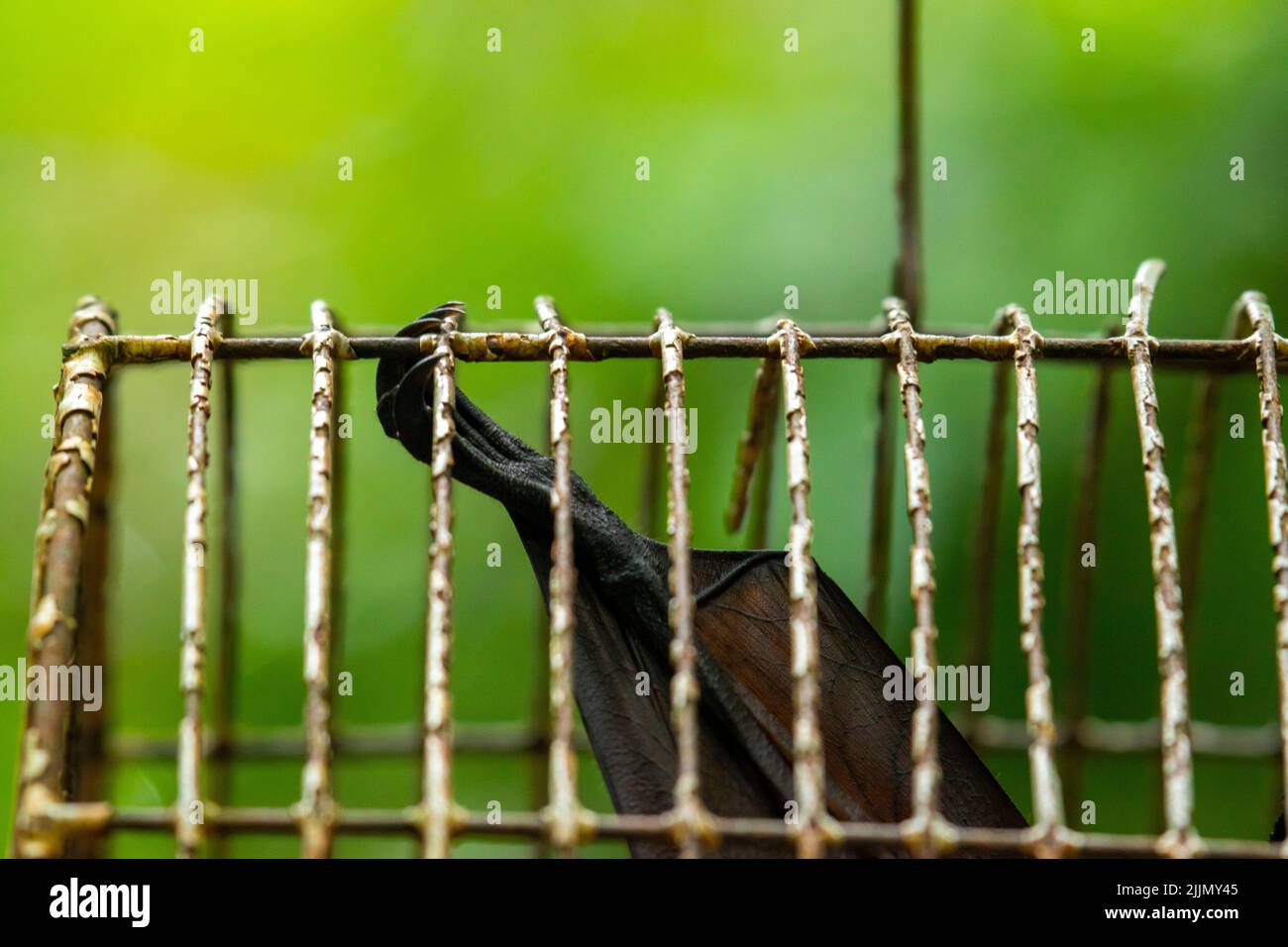 Locked inside a metal cage hires stock photography and images Alamy