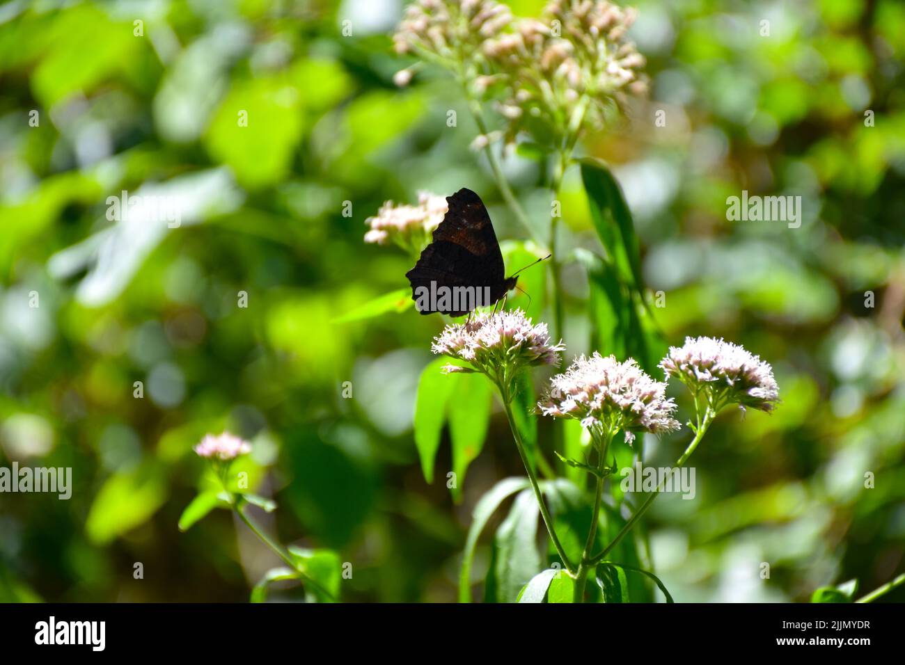 A closeup of a Lepidoptera on a white flower Stock Photo