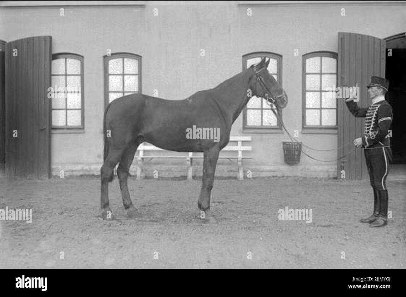 Life houses with assigned pedestrian horse from the 2. Squadron in front of the squadron's stable. Stock Photo