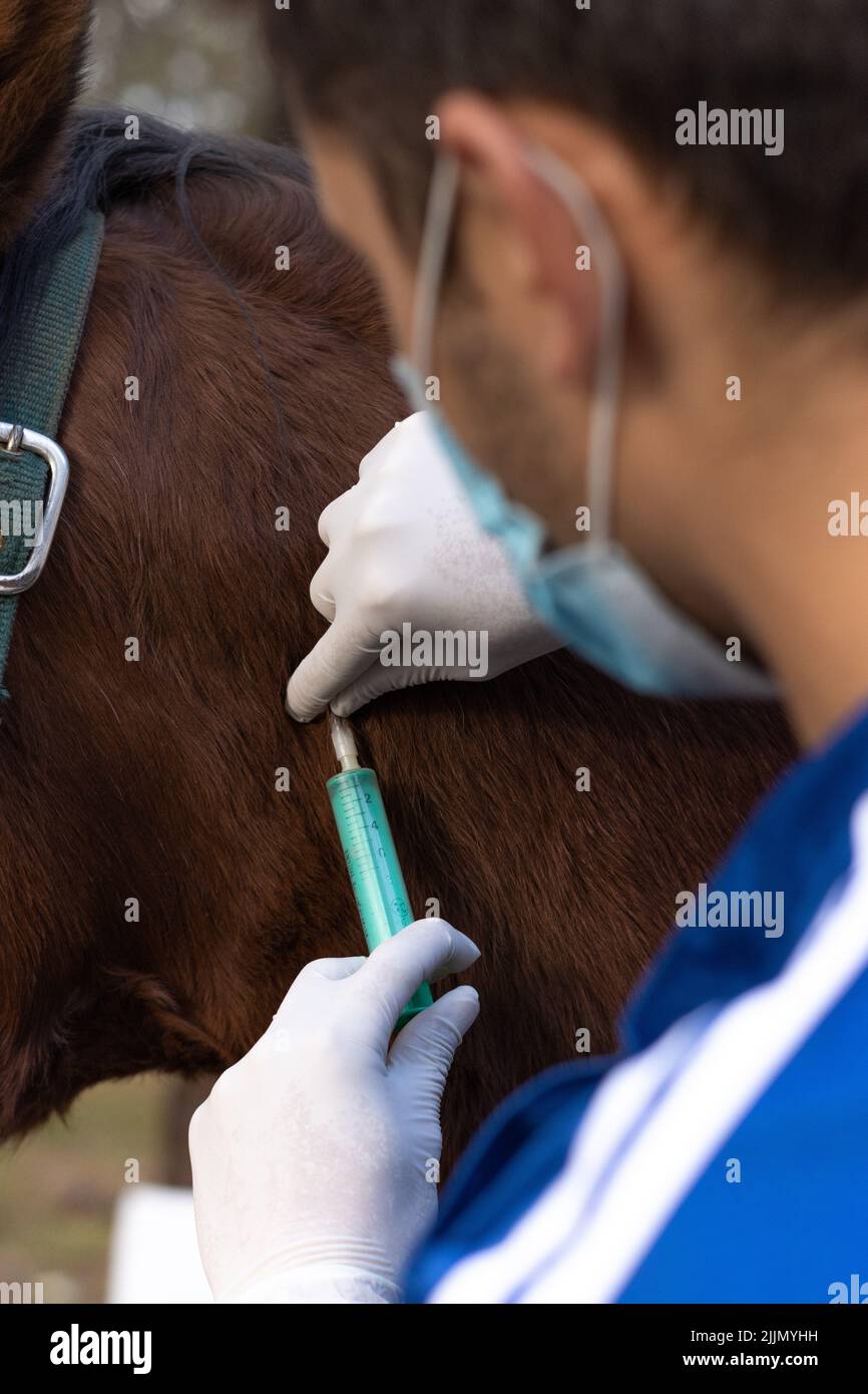 A closeup of a veterinarian inserting a syringe with medication under a