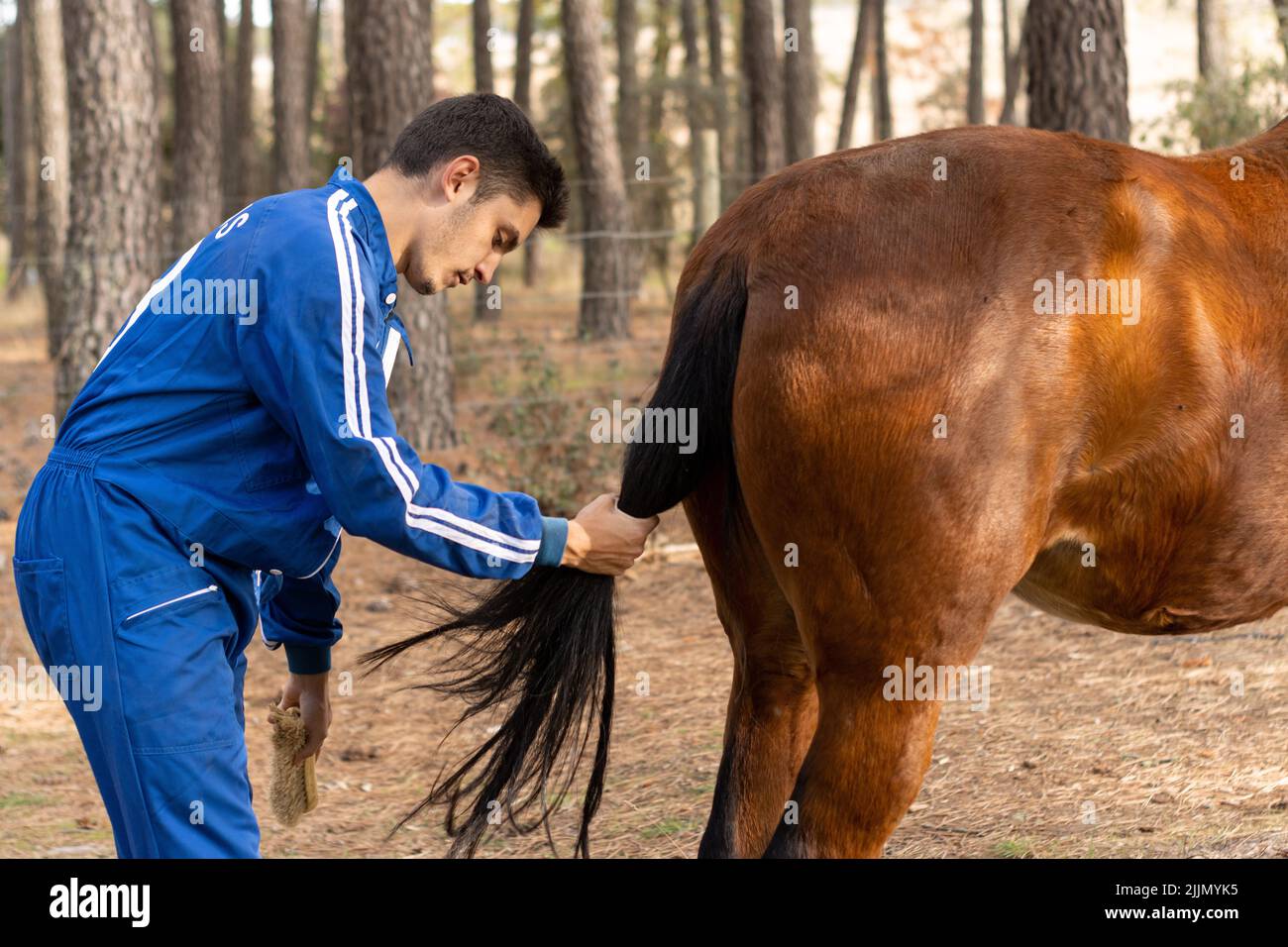 Young boy grooming a horse hires stock photography and images Alamy