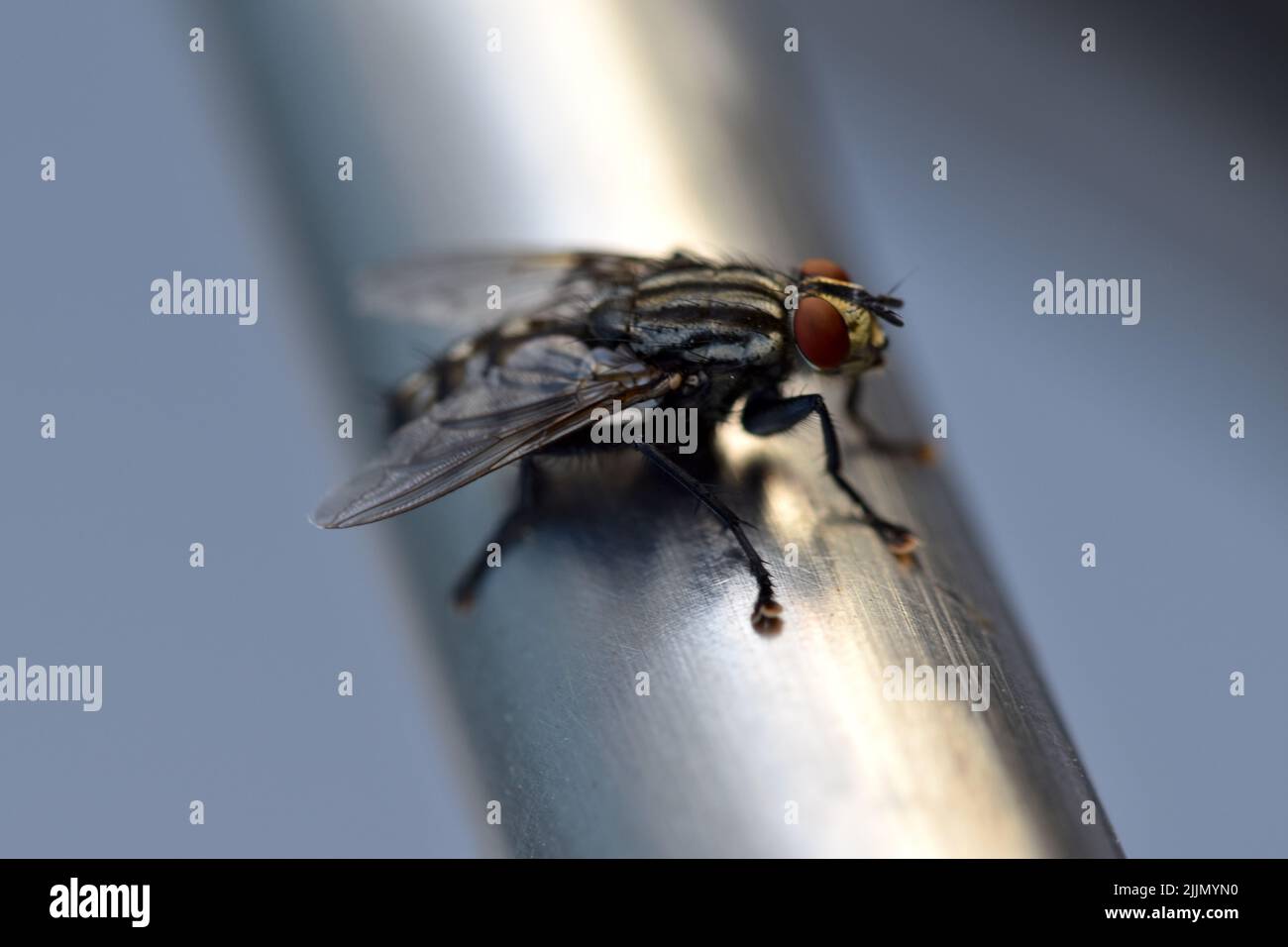 A closeup of housefly on metal stick Stock Photo