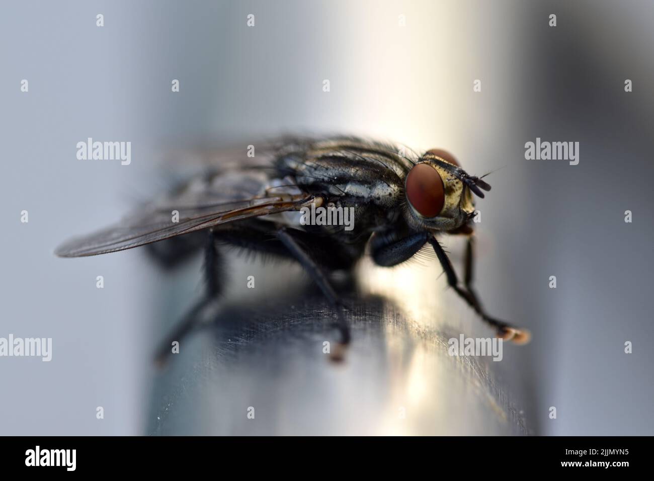 A closeup of housefly on metal Stock Photo