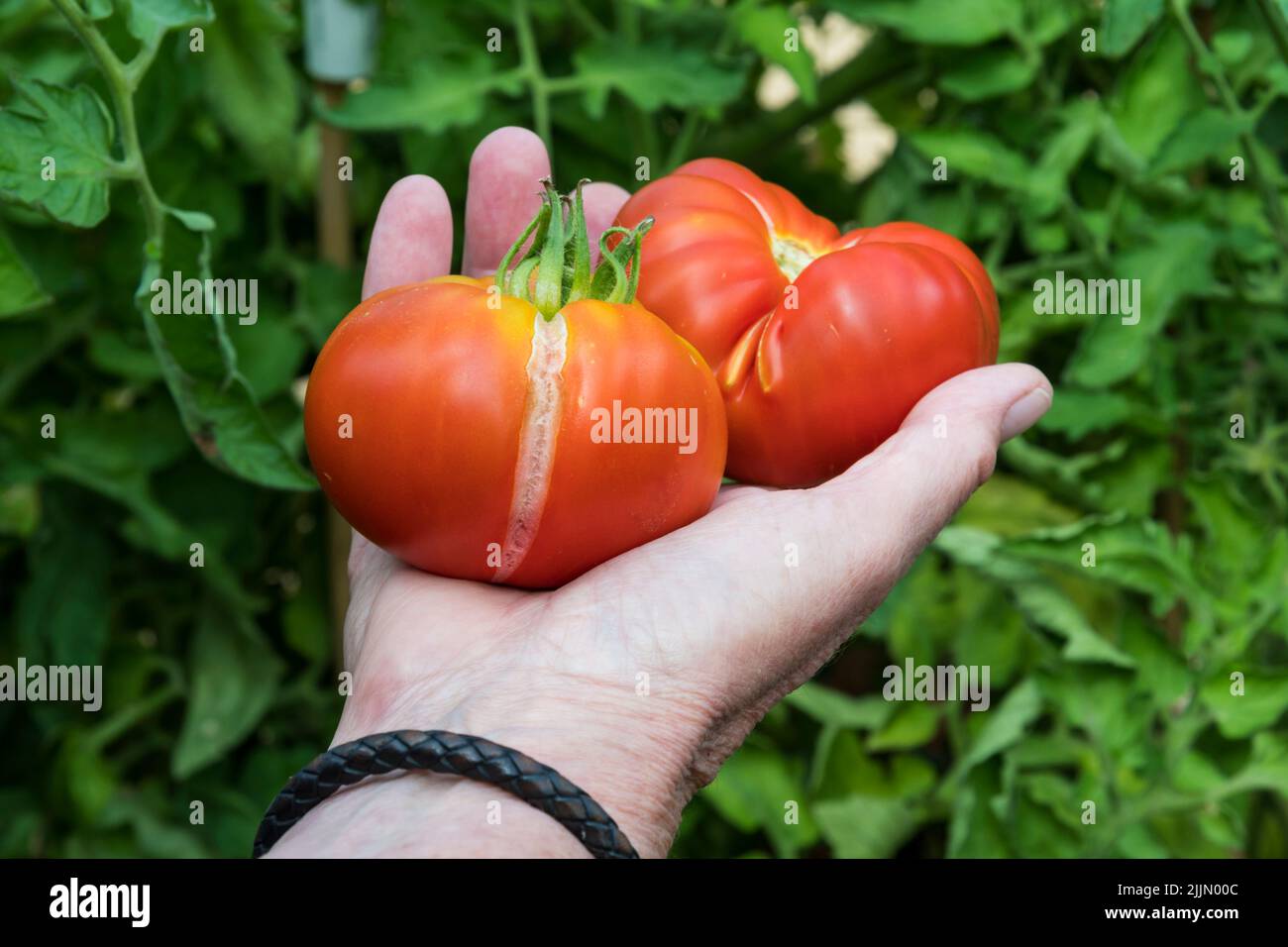 Vertical split in skin of freshly picked marmande tomato caused by irregular watering - excessive dry period or drought followed by watering. Stock Photo