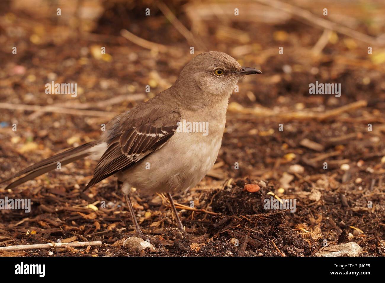 Closeup of the northern mockingbird ,  Mimus polyglottos in Hudson state park , New York Stock Photo