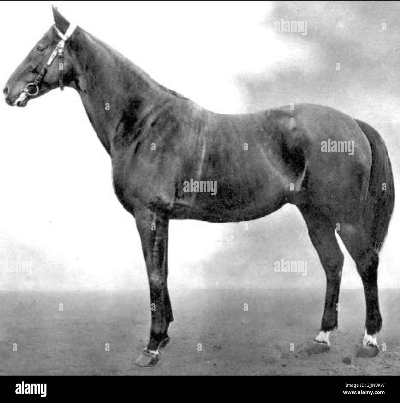 Black Auster **. Born 1903. English thoroughbred, imp. Black/brown