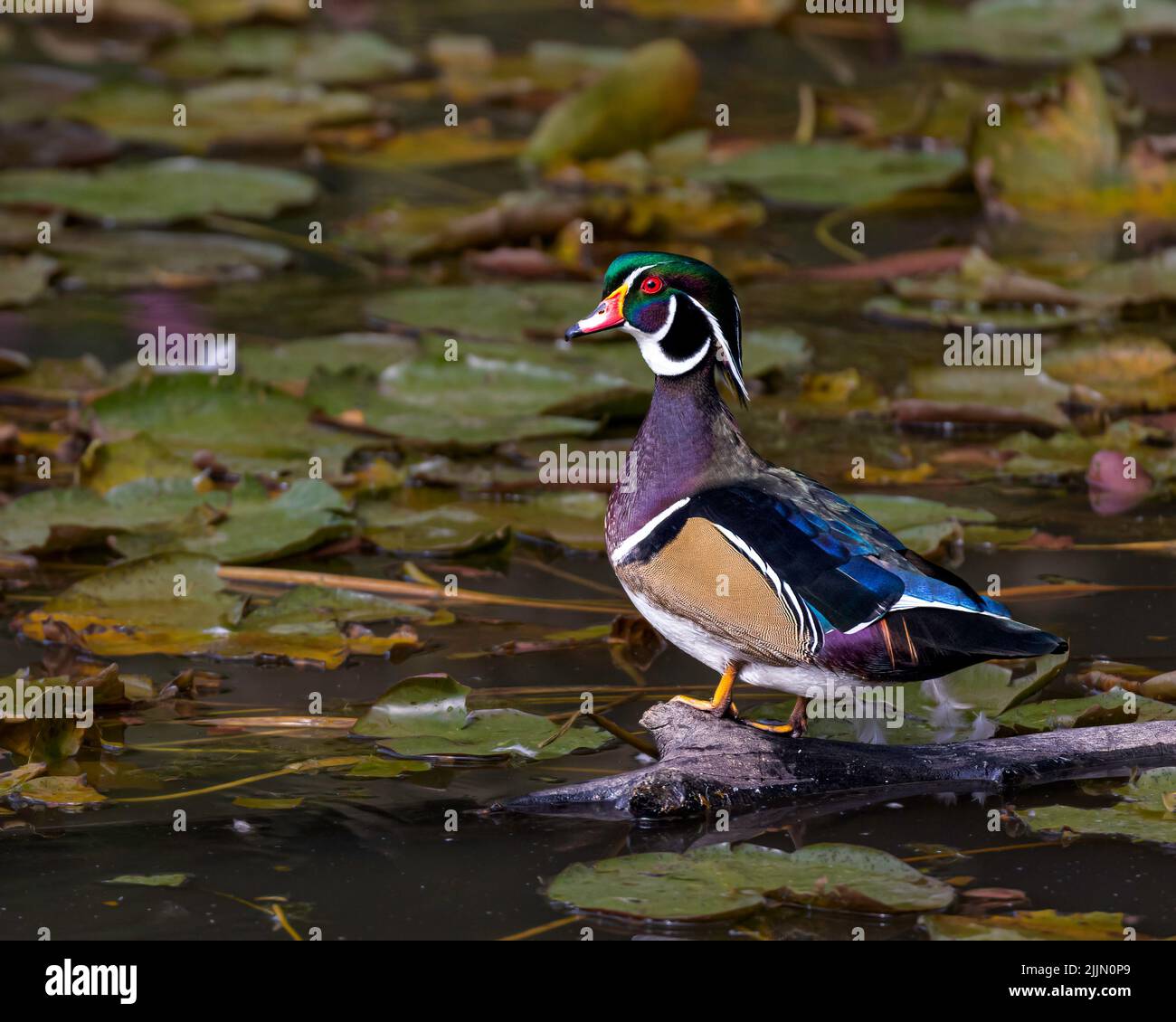 A closeup shot of a caroline duck on a log with lotus leaves in the surface Stock Photo