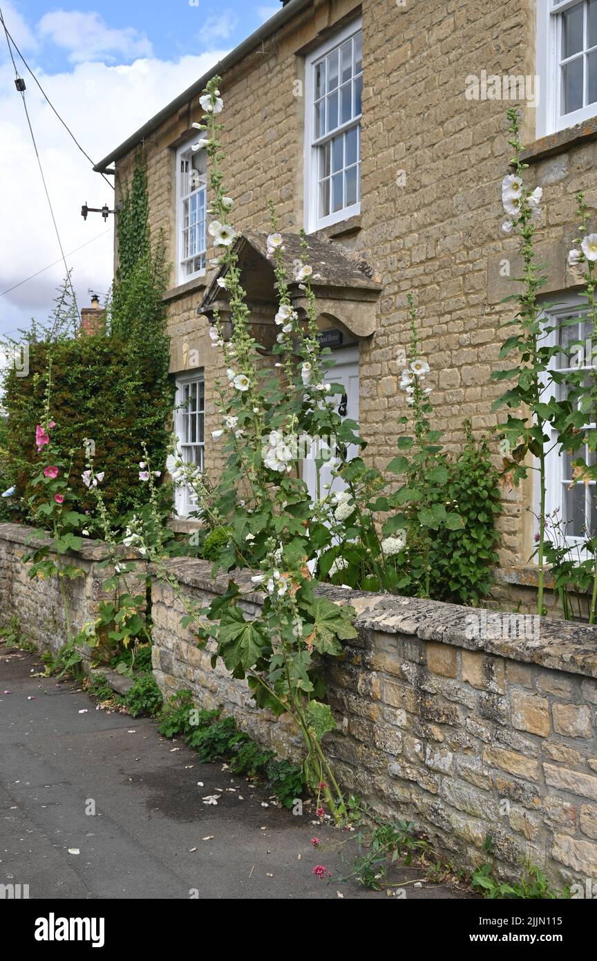 Hollyhocks in flower in the garden of a house in the Oxfordshire village of Ascott under Wychwood Stock Photo