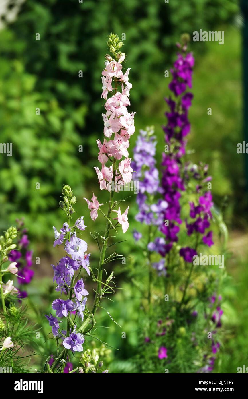 City of larkspur hi-res stock photography and images - Alamy