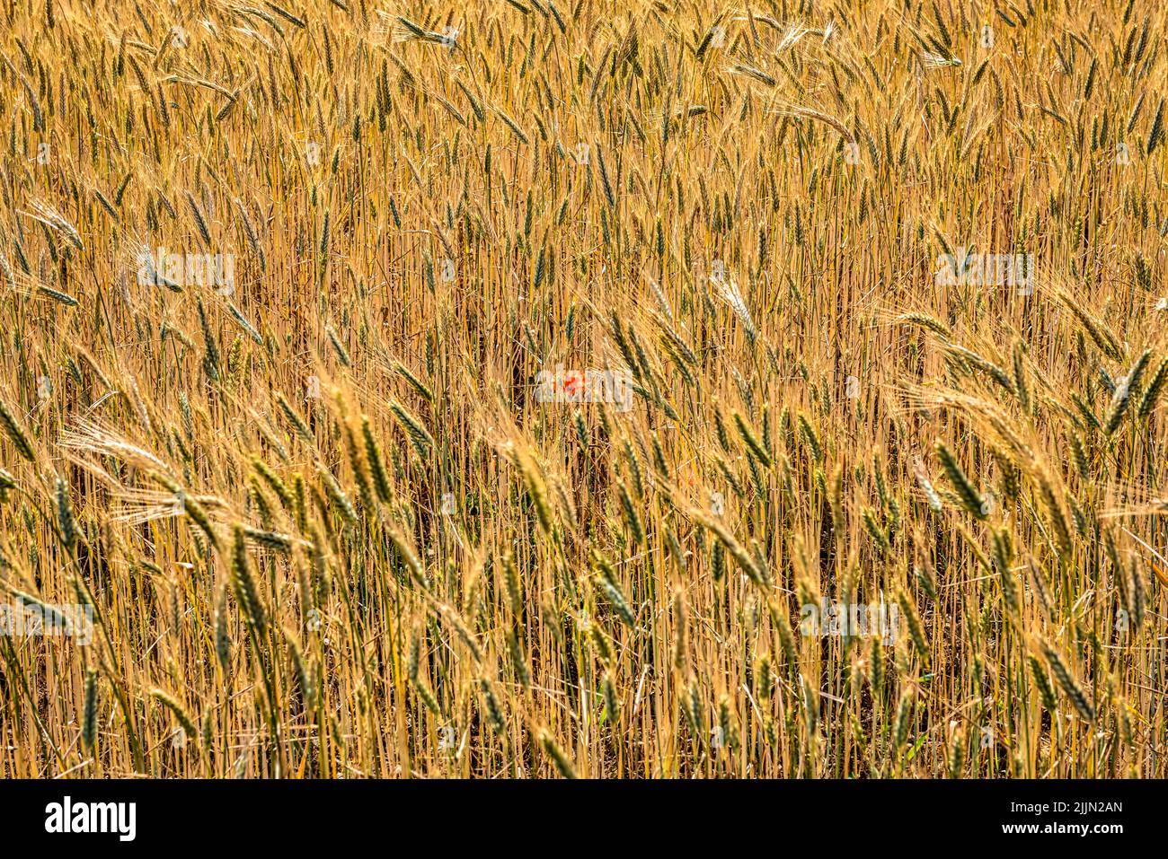 Single Poppy in a Barley Field in St Margarets Bay, Kent, England Stock Photo