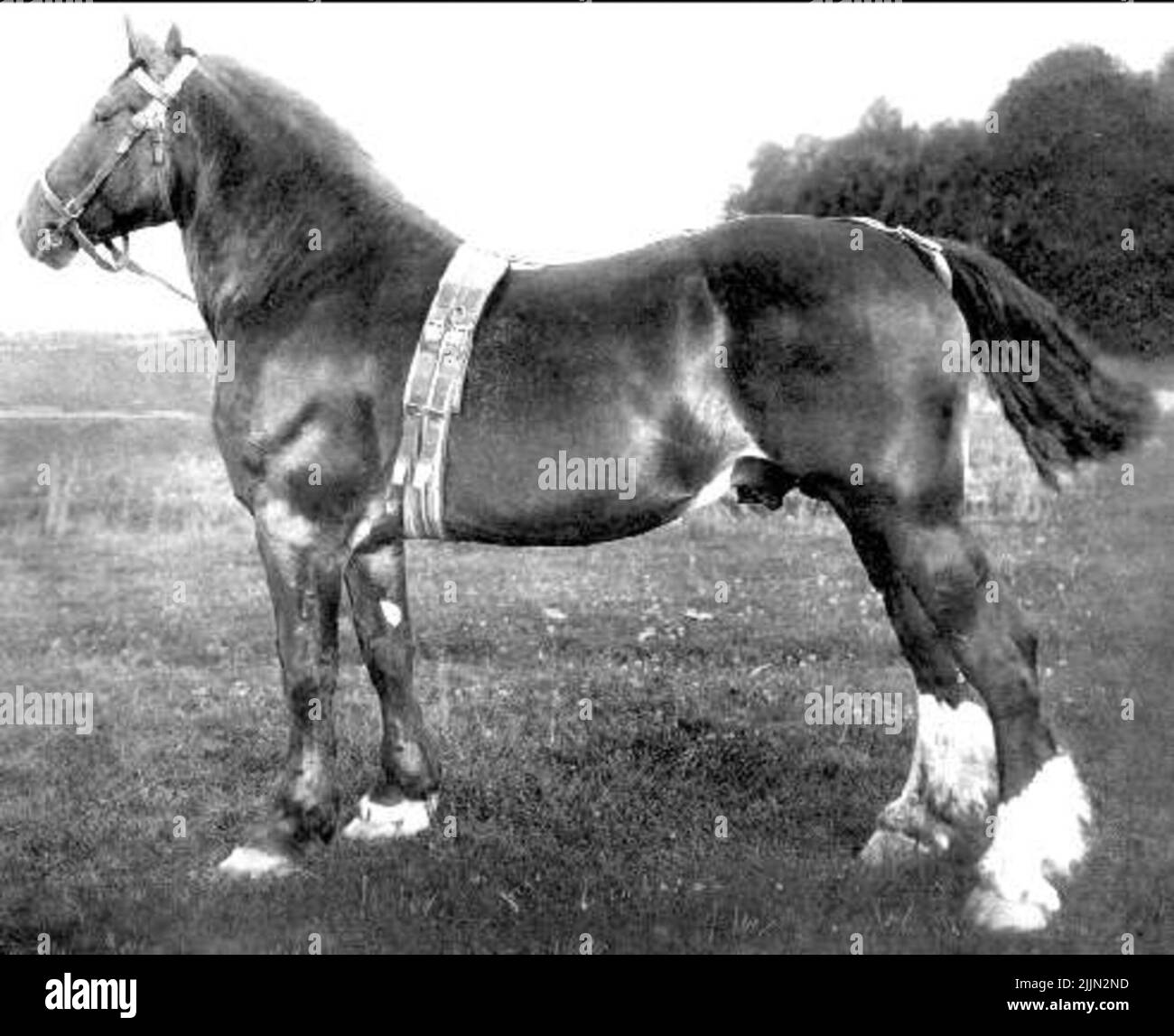 DUX. Born: 1905. Prem A.B. Clydesdale, Swedish -born. Brown with star and three white feet. MH: 160 cm. Father: Duke of Portland. Mother: BLASE, EFT, Royal Mc Gregor. Owner: Farmers, Aug. Pehrsson, Attarp, Håkanstorp, Västergötland. Stock Photo