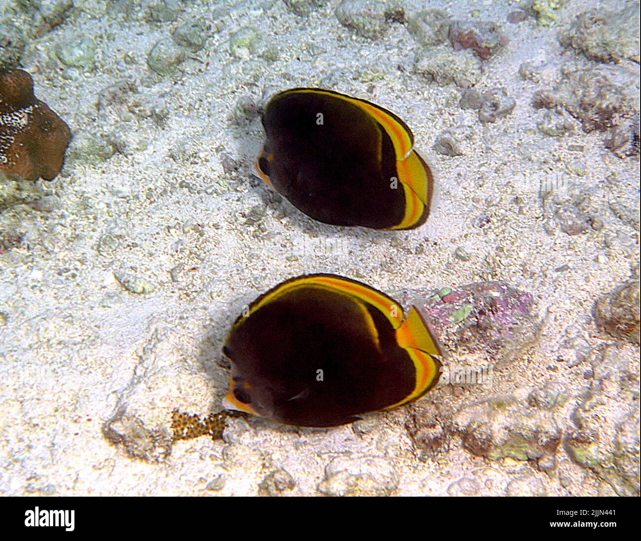 Pair of Black Butterflyfish (Chaetodon flavirostris) photographed at Heron Island, southern Great Barrier Reef. Stock Photo