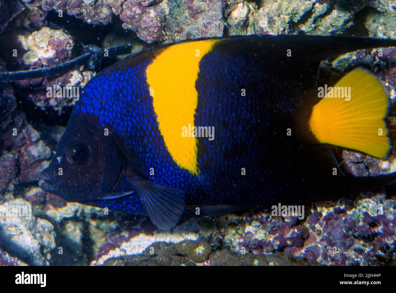Yellowbar Angelfish (Pomacanthus maculosus). Stock Photo