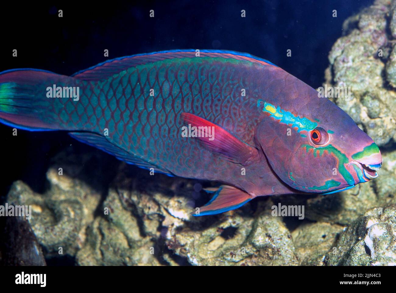 Silament-finned parrotfish (Scarus altipinnis). Stock Photo