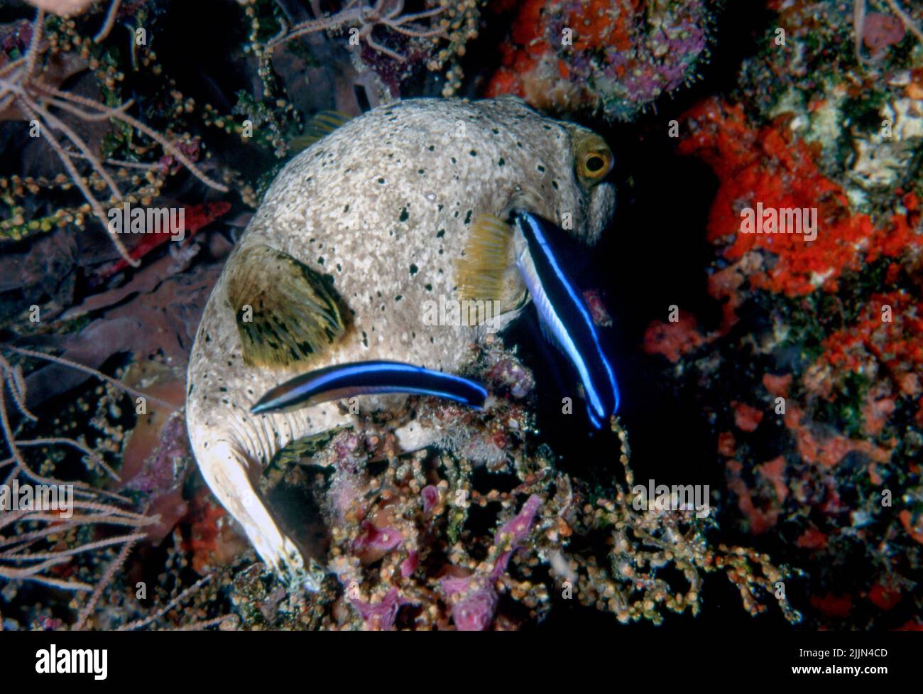 A Black-spotted Puffer (Arothron nigropunctatus) is being cleaned by two Bluestreak Cleaner Wrasse (Labroides dimidiatus) in a reef in the Maldives. Stock Photo