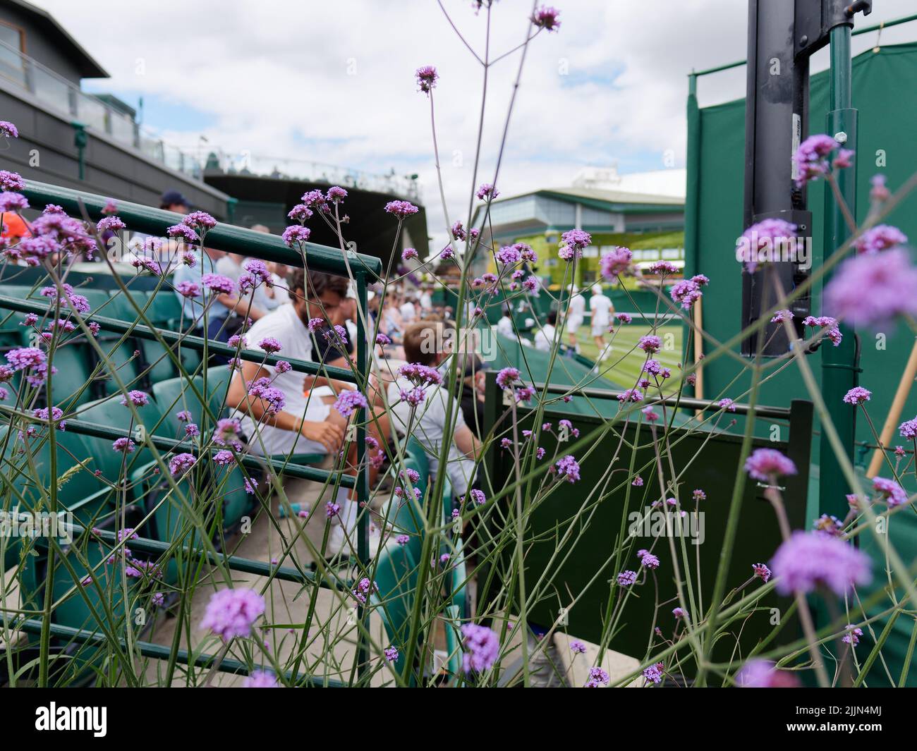 Wimbledon, Greater London, England, July 02 2022: Wimbledon Tennis Championship. Close up of purple flowers beside a tennis court. Stock Photo