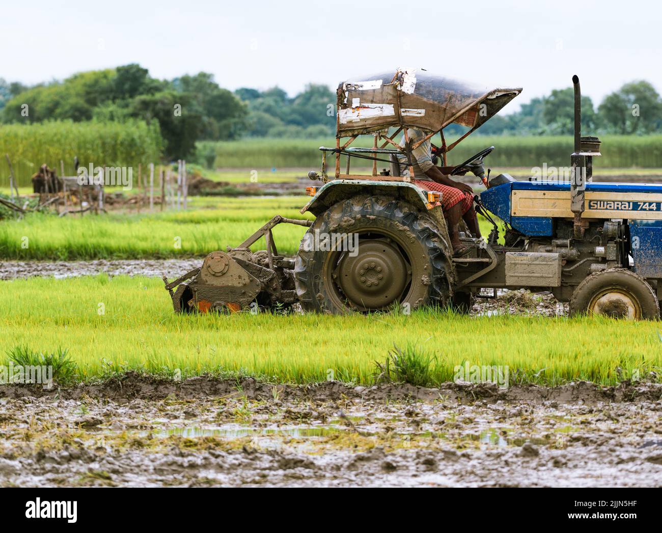 Farmers at work, Muddying of the cultivated land to plant rice seedlings with the help of bamboo hand plows, tractors and groundwater at Jhinuk Ghata. West Bengal, India. Stock Photo